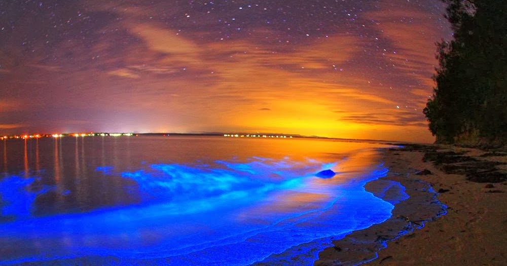 Synapse Science Magazine Weird and Wonderful A Bioluminescent Bloom!