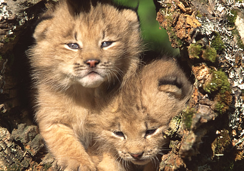 Uncle Macs Garden Shed: WHO'S GOT THE LINKS? We have daisies, Daisy