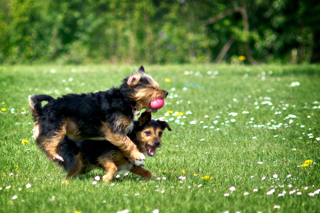 10 Things Dogs Are Thinking about Humans 10 Things Dogs Are Thinking about Humans