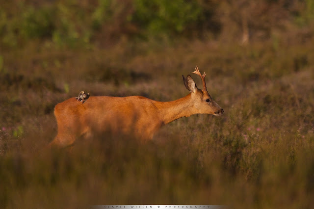 Ree & Graspieper - Roe Deer & Meadow Pipet - Capreolus capreolus & Anthus pratensis Ree & Graspieper - Roe Deer & Meadow Pipet - Capreolus capreolus & Anthus pratensis