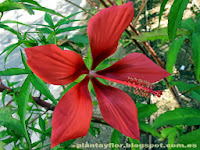 Hibiscus coccineus