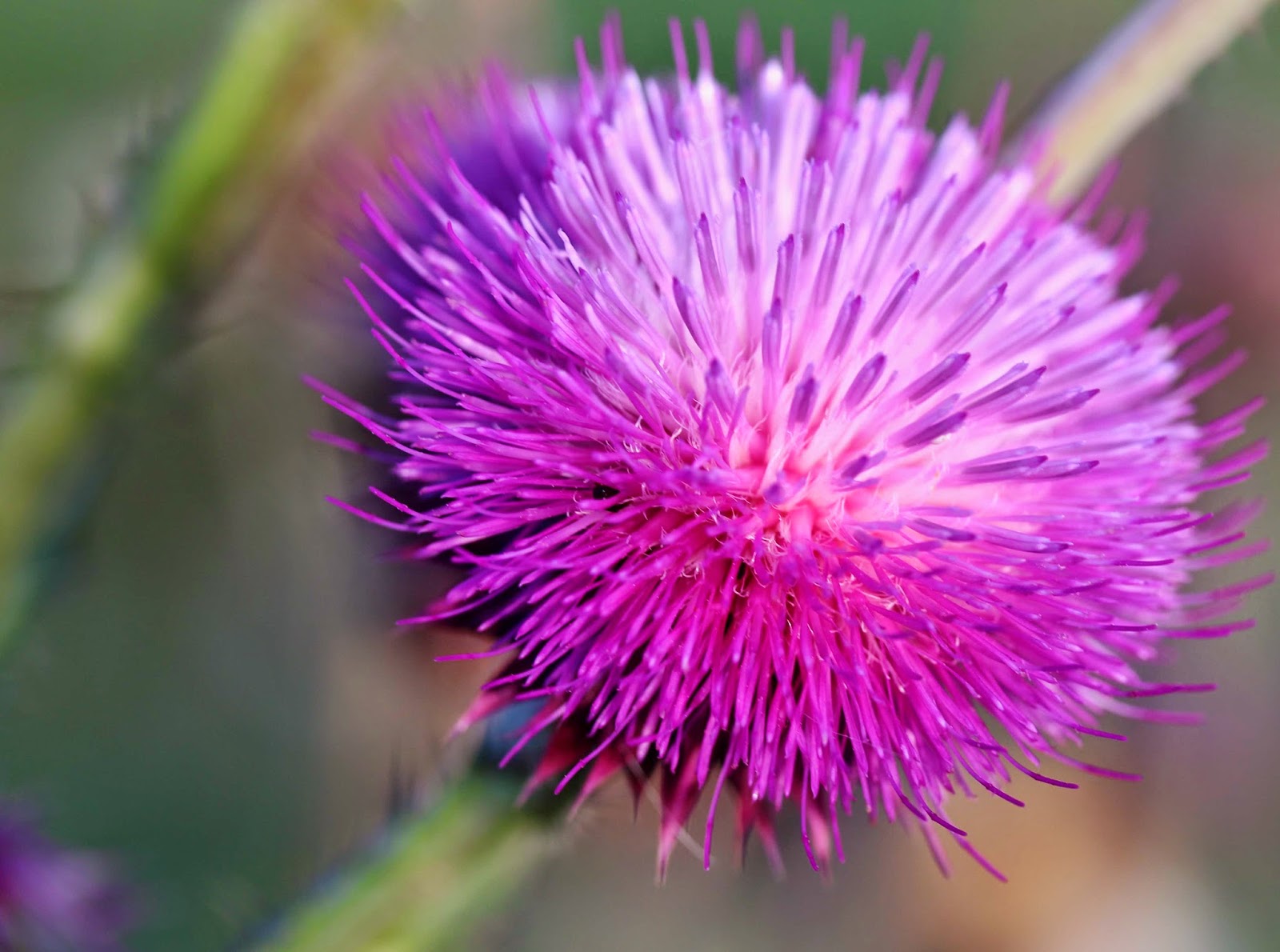Life In Pieces Wordless Wednesday Purple Puff Ball Flowers