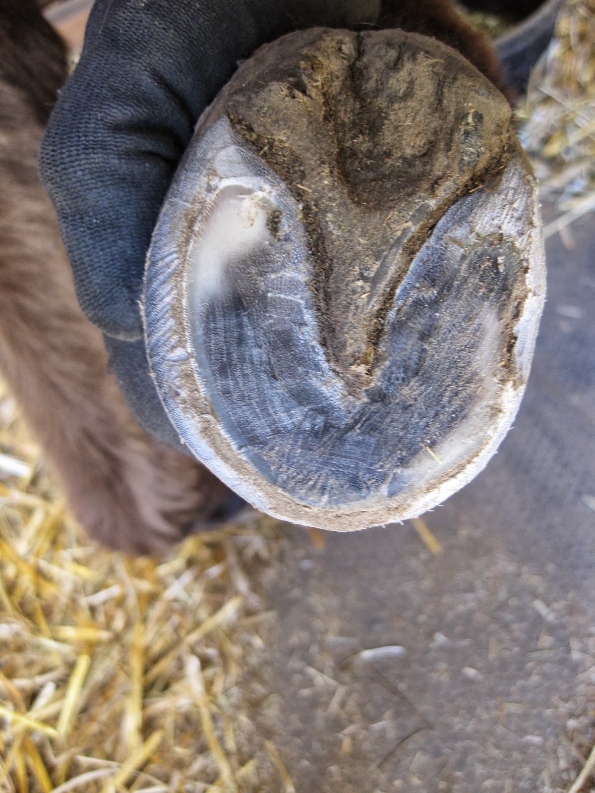 The Dancing Donkey Donkey Feet Ramsey