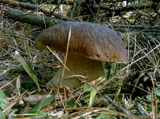 Язык держи за зубами пирог ешь Язык держи за зубами пирог ешь