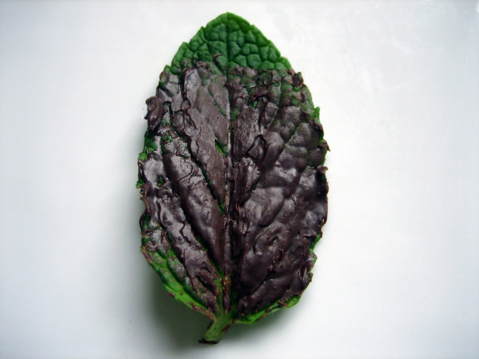 Lentil Breakdown ChocolateCovered Mint Leaves (My Thin Mints)