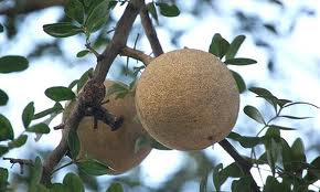 Manfaat dan khasiat buah ganista atau kawista atau kinco atau Elephant Wood Apple Manfaat dan khasiat buah ganista atau kawista atau kinco atau Elephant Wood Apple
