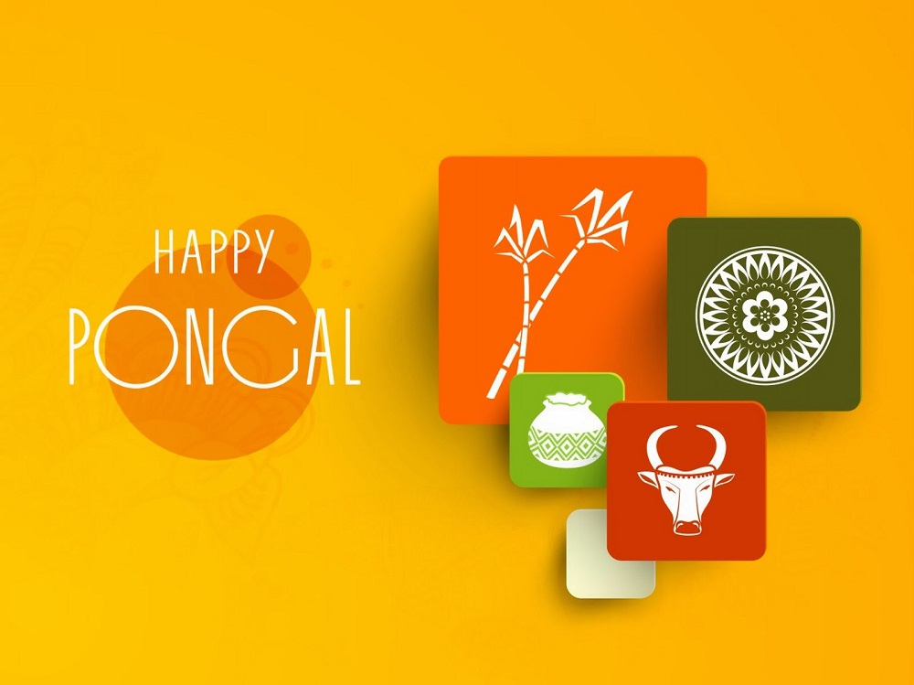 pongal festival pongal festival