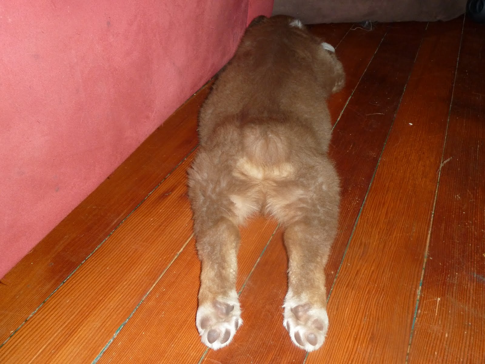 Sicilian Sisters Grow Some Food Thank you Four Tops