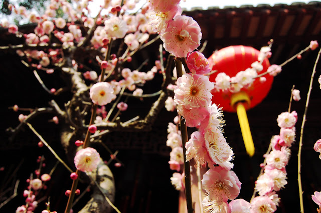 Le Yu Garden yu garden-shanghai-chine-vieille ville chinoise-fleurs-cerisiers-roses-jardin-zen