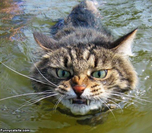 Funny cat swimming wallpaper - ONLINE NEWS ICON