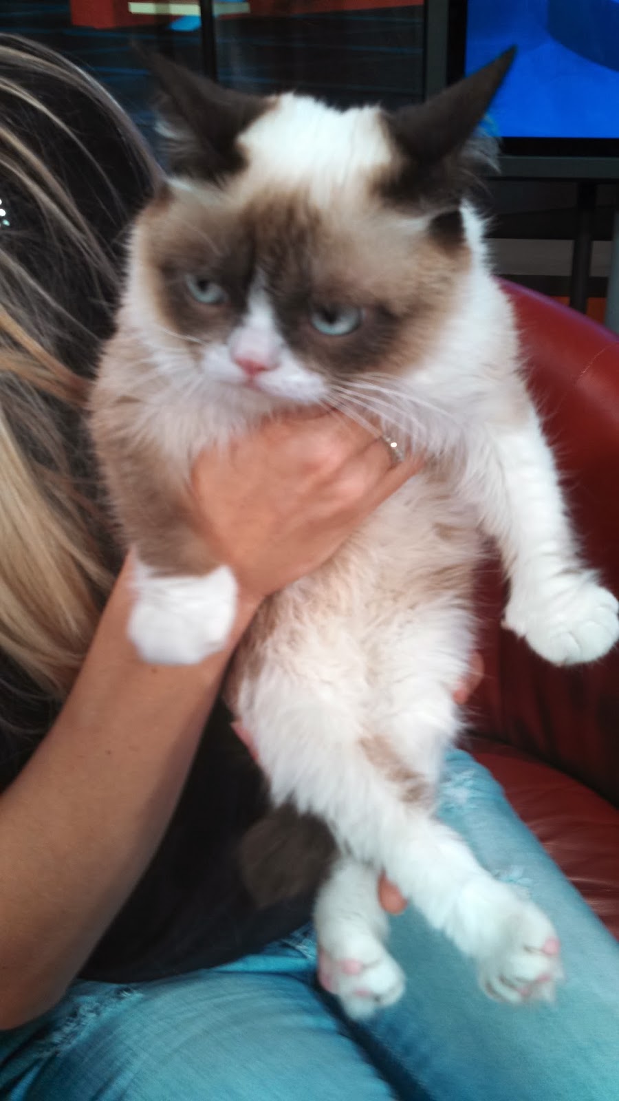 Grumpy Kitty Birthday ...