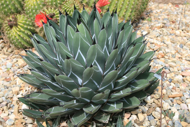 David Feix Landscape Design - Agave victoria-reginae David Feix Landscape Design - Agave victoria-reginae