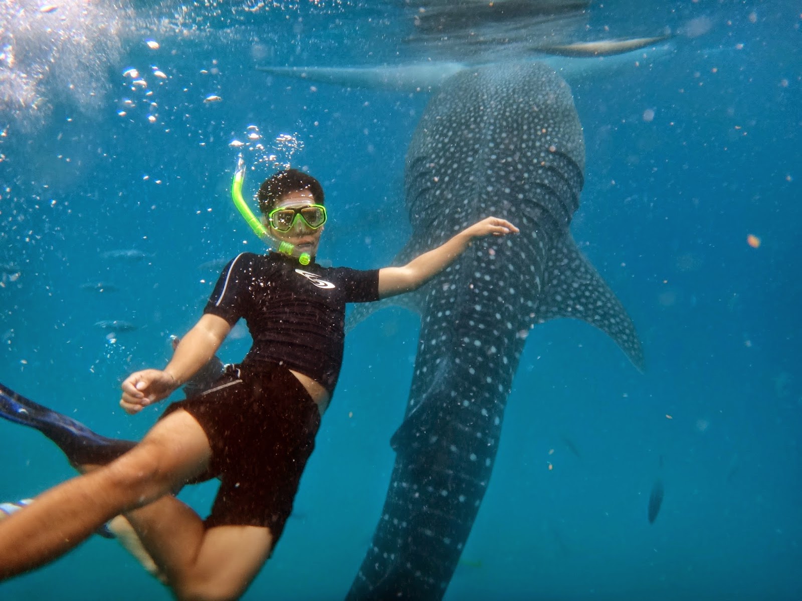 DIY Oslob, Cebu: Swimming With The Whalesharks