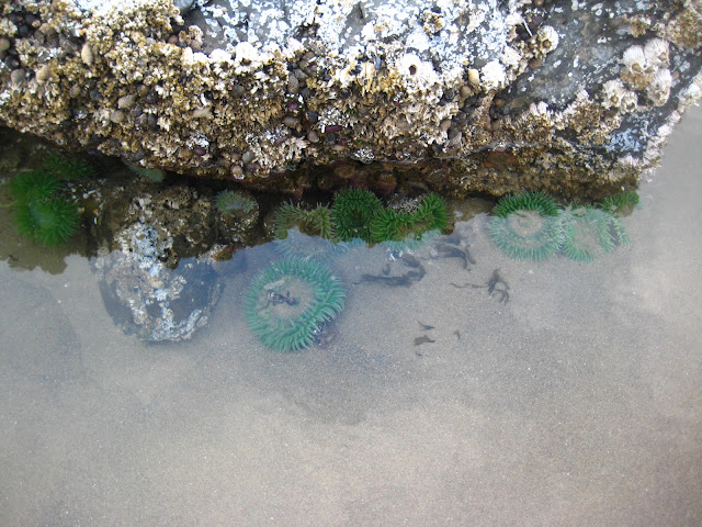 Sea anemones at Cannon Beach, Oregon. Sea anemones at Cannon Beach, Oregon.