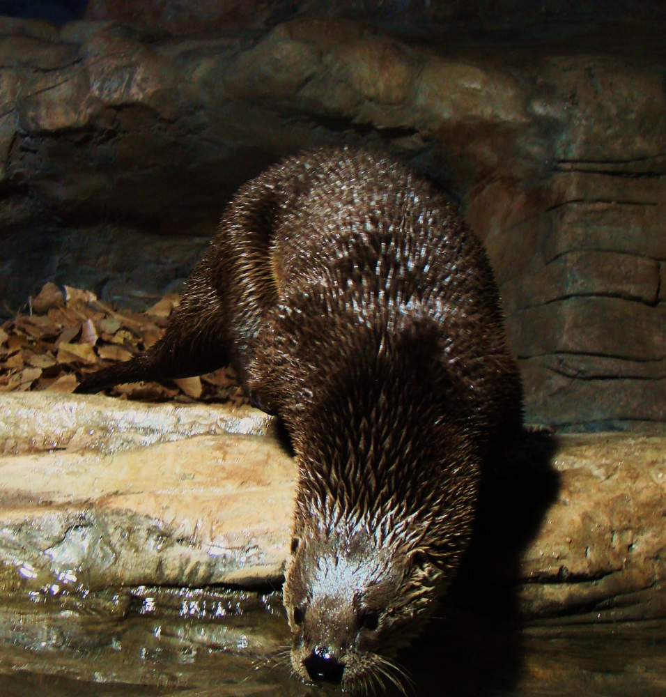 Behind the Glass Designing a Home for Otters