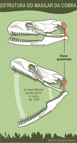 Reptossaurus: Como funcionam as cobras snake muscular diagram 