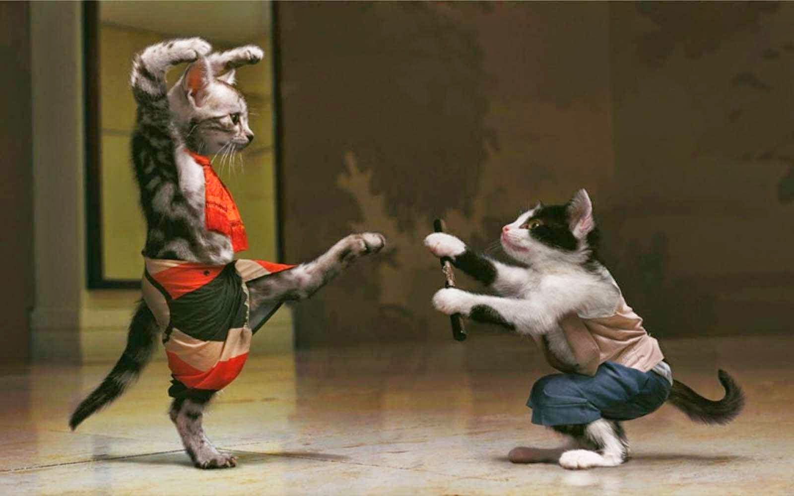 funny_karate_cat%5B1%5D.jpg