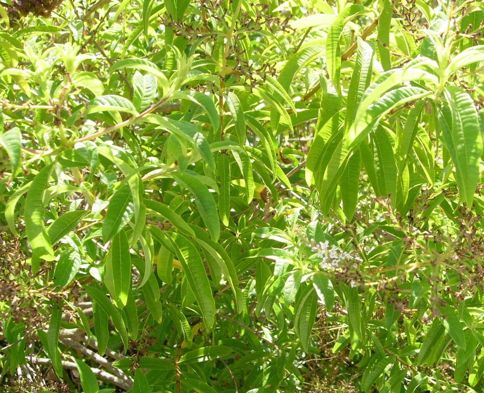 A Table For Rue, Please Lemon Verbena Jelly
