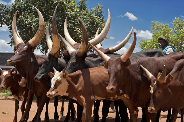 Ankole-Watusi cattle is known for its long and large horn. Here are some Ankole cattle pictures., Ankole cattle pictures, long horned cattle, large horned cattle, watusi cattle pictures, ankole cows