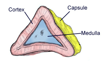 location of the adrenal cortex location of the adrenal cortex
