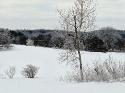 frosty field