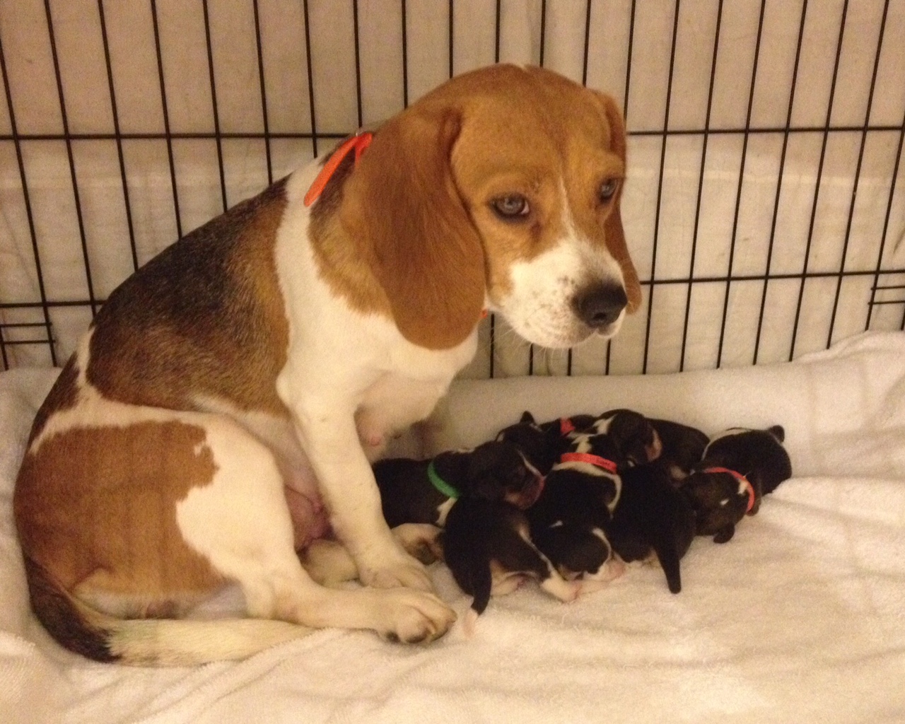 newborn beagle puppies newborn beagles www pixshark images galleries with a bite newborn beagle puppies newborn beagles www pixshark images galleries with a bite