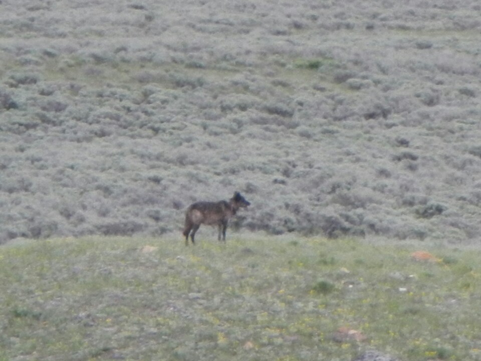 Wolves in New England