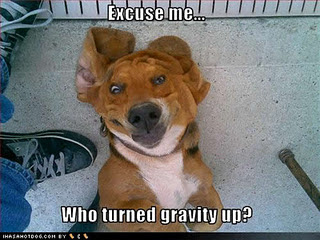 Funny DOG Pictures