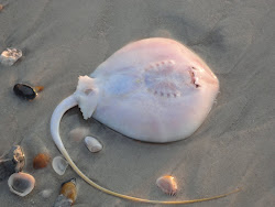 White Stingray