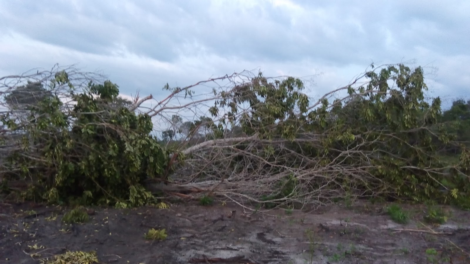 territórios livres do baixo parnaíba imagens de desmatamento por