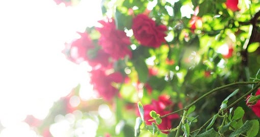 Rose garden. | Express Photos