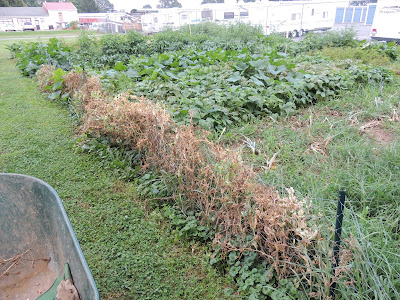 Dead Snap Pea Vines Snap Pea Vines