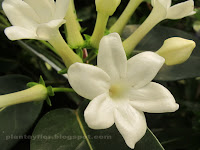 Stephanotis floribunda