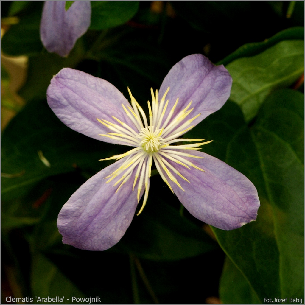 Clematis 'Arabella' - Powojnik 'Arabella'