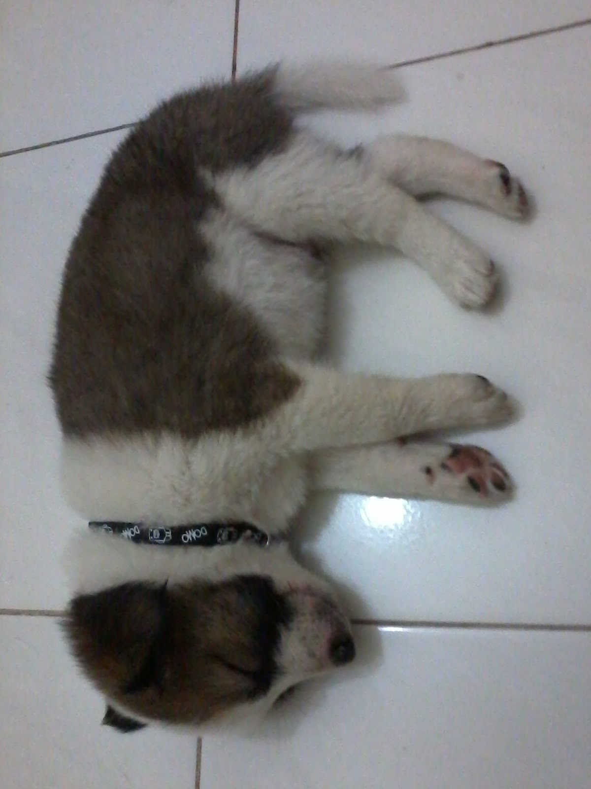 bajotimputrev shop anak anjing puppy murah 002 maaf bajotimputrev shop anak anjing puppy murah 002 maaf