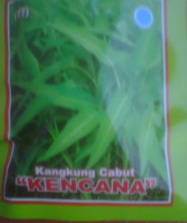 bibit kangkung kencana bibit unggul bibit kangkung kencana bibit unggul