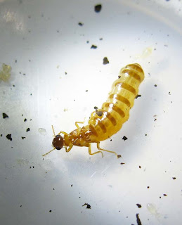 queen of Bulbitermes termite