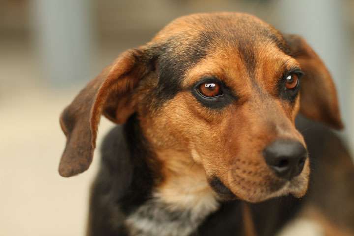 beagle doxie beagle doxie