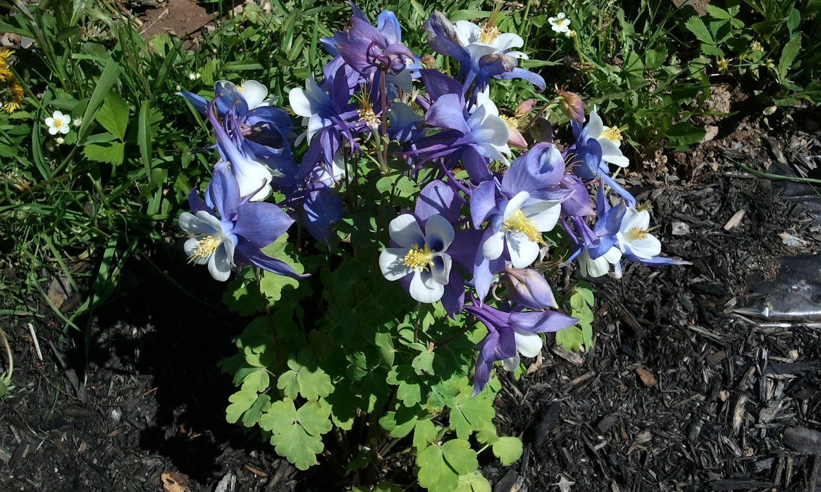 Perennials for Canadian Gardener