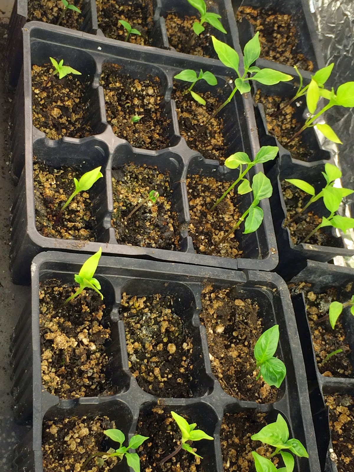 The Eternal Garden Germinating Pepper Seeds Indoors