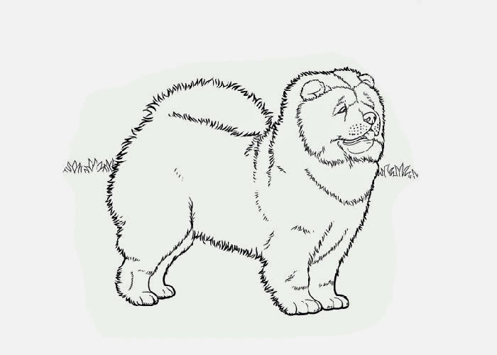 Cartoon Chow Chow Coloring Pages 