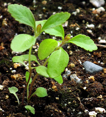  Stevia Rebaudiana small plants