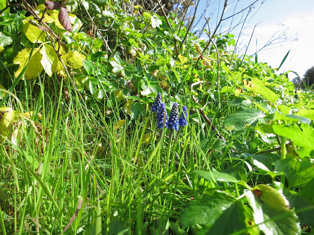 Small group of grape hyacinths growing through grass on bank.