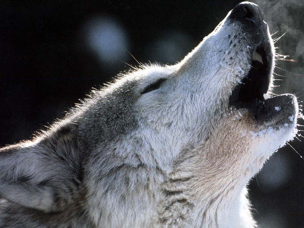 plotline of Wolf s Rain plotline of Wolf s Rain