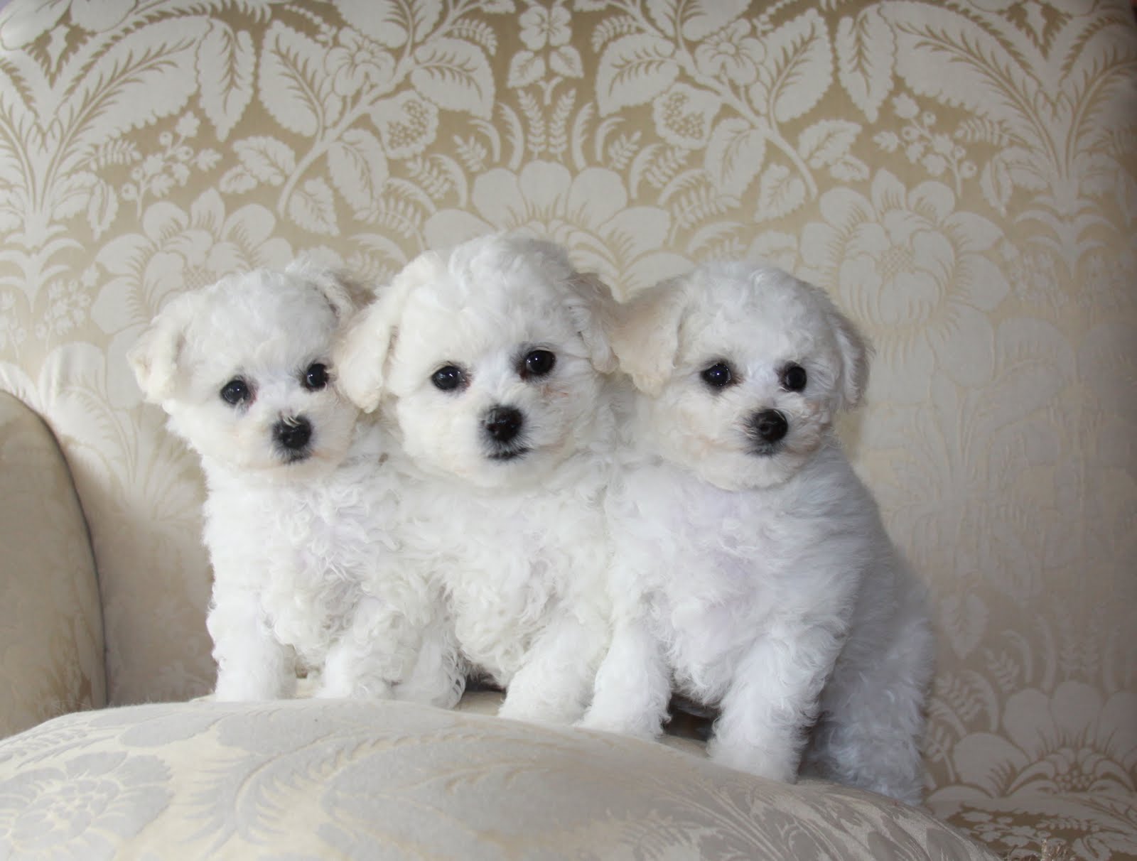 Bichon Frise Dog Breeders Profiles and Pictures Dog Breeders Profiles