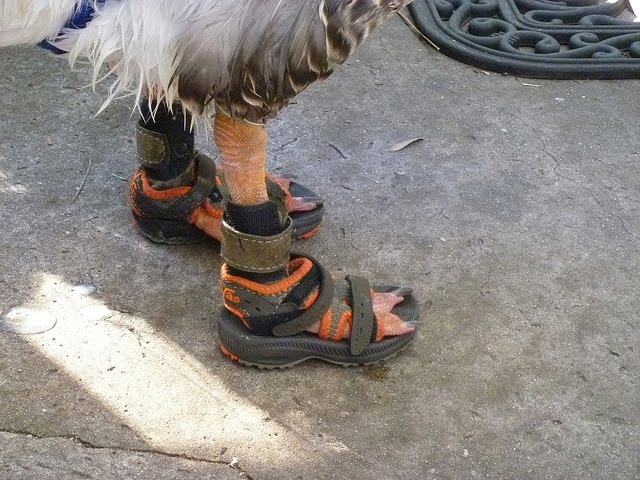 goose sandals
