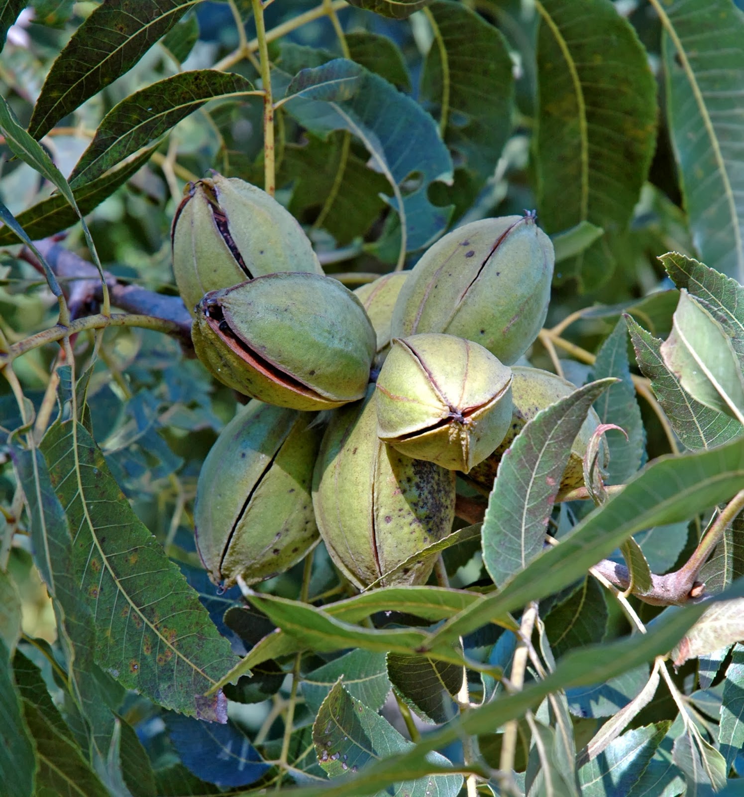 Northern Pecans Pecan cultivars that split shucks in early October 2013