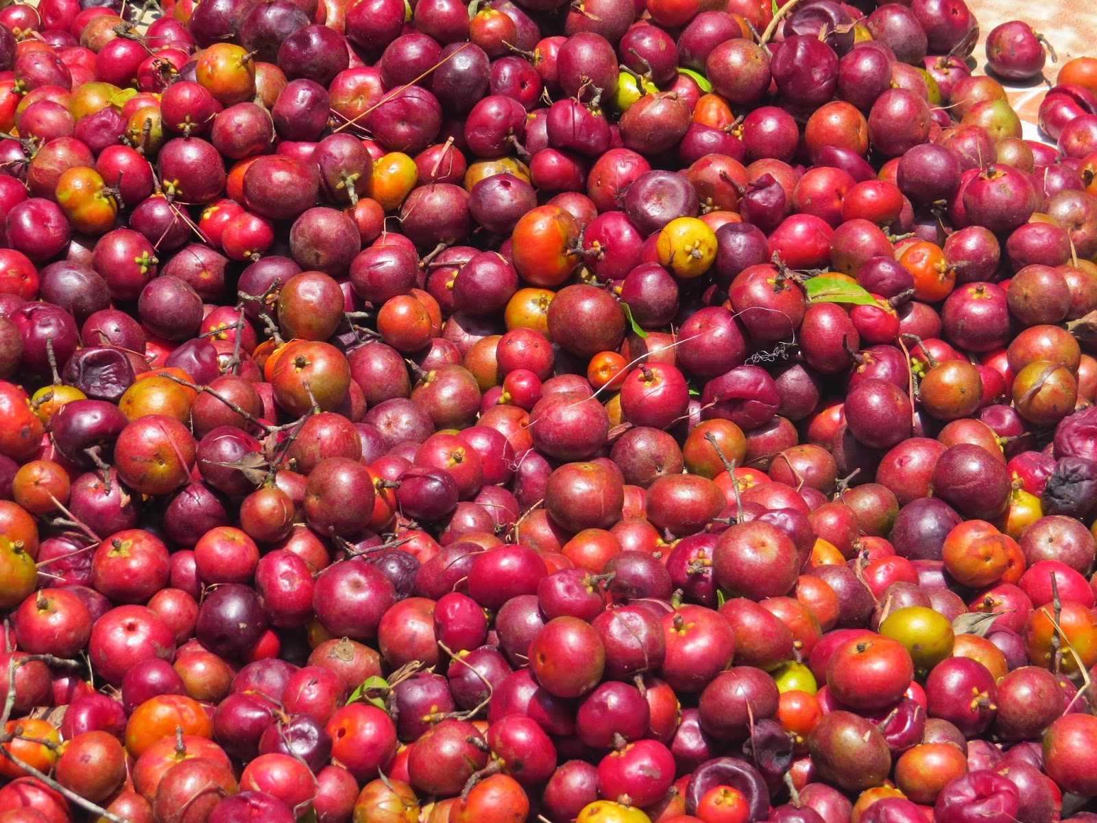 BuDa Folklore Introducing Kokum The Perfect Summer Fruit