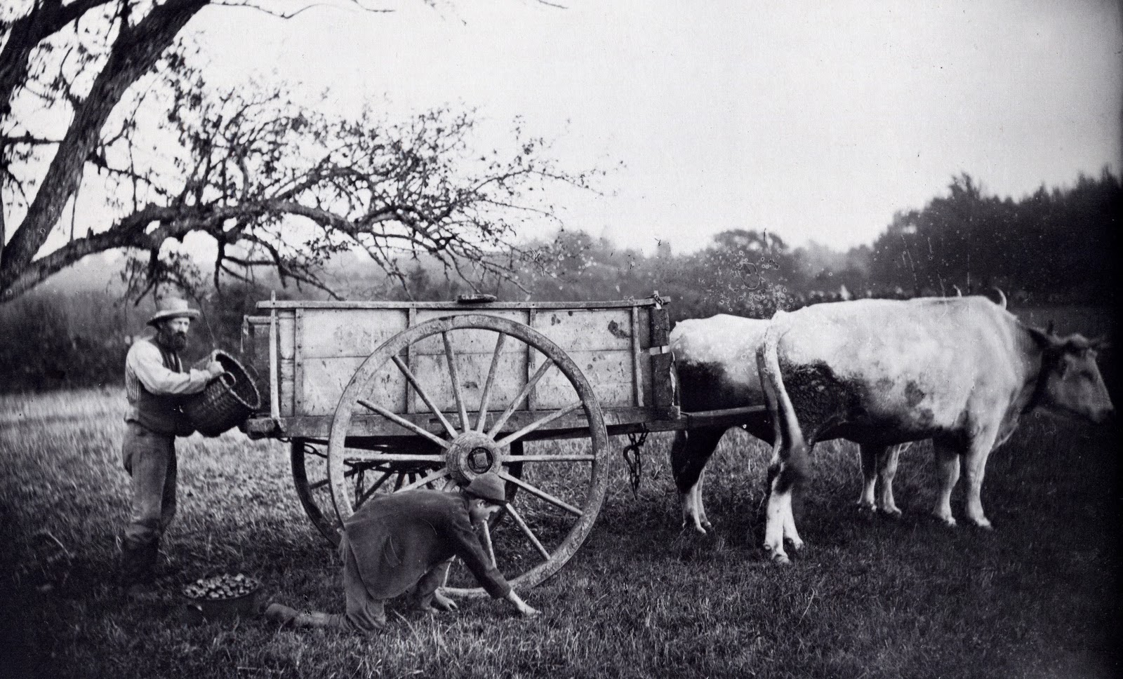 Farm 1880