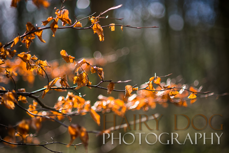 Backlit leaves during a dog photoshoot